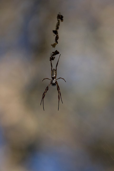 silver spider